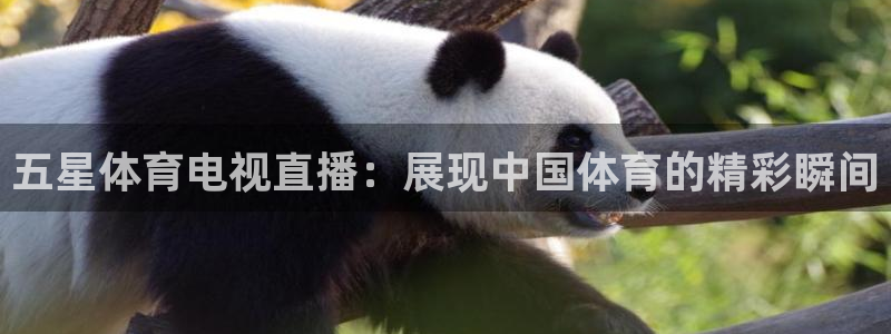 五星体育电视直播：展现中国体育的精彩瞬间