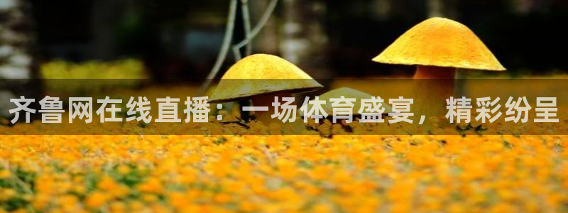 齐鲁网在线直播：一场体育盛宴，精彩纷呈