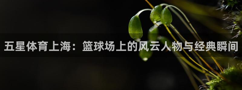 五星体育上海：篮球场上的风云人物与经典瞬间