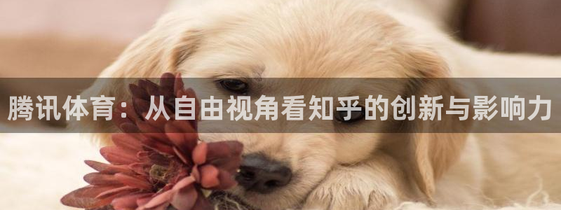 腾讯体育：从自由视角看知乎的创新与影响力